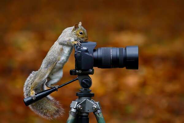 Белка фотоаппарат интесные вещи любопытство