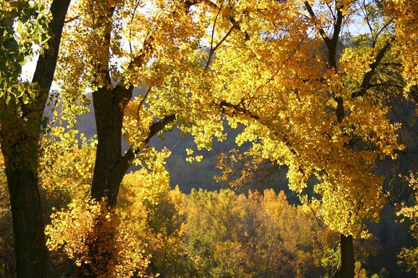 Осенняя природа с желтыми листьями