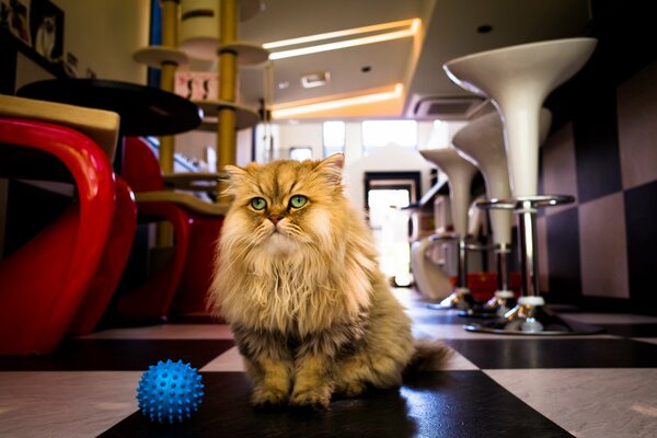 Котик требует игр